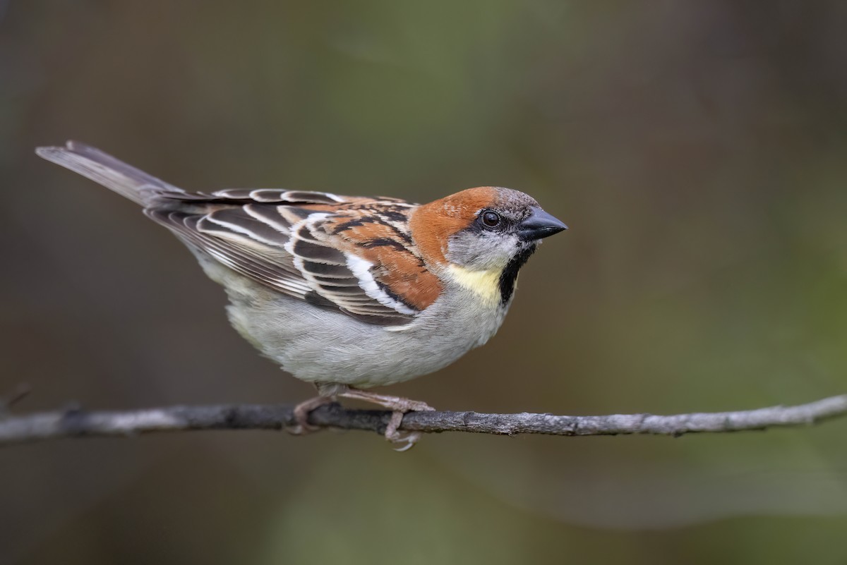 Russet Sparrow - Chris Venetz | Ornis Birding Expeditions