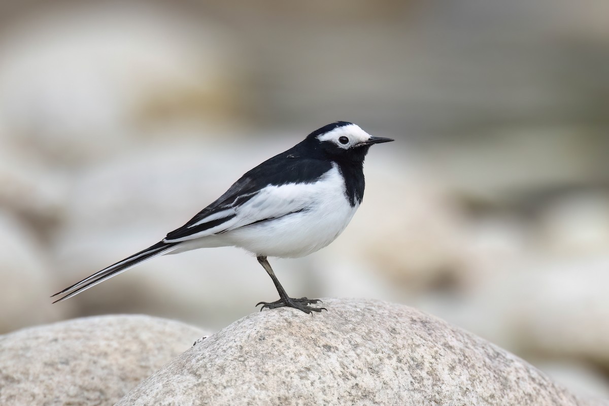 White Wagtail (Hodgson's) - Chris Venetz | Ornis Birding Expeditions