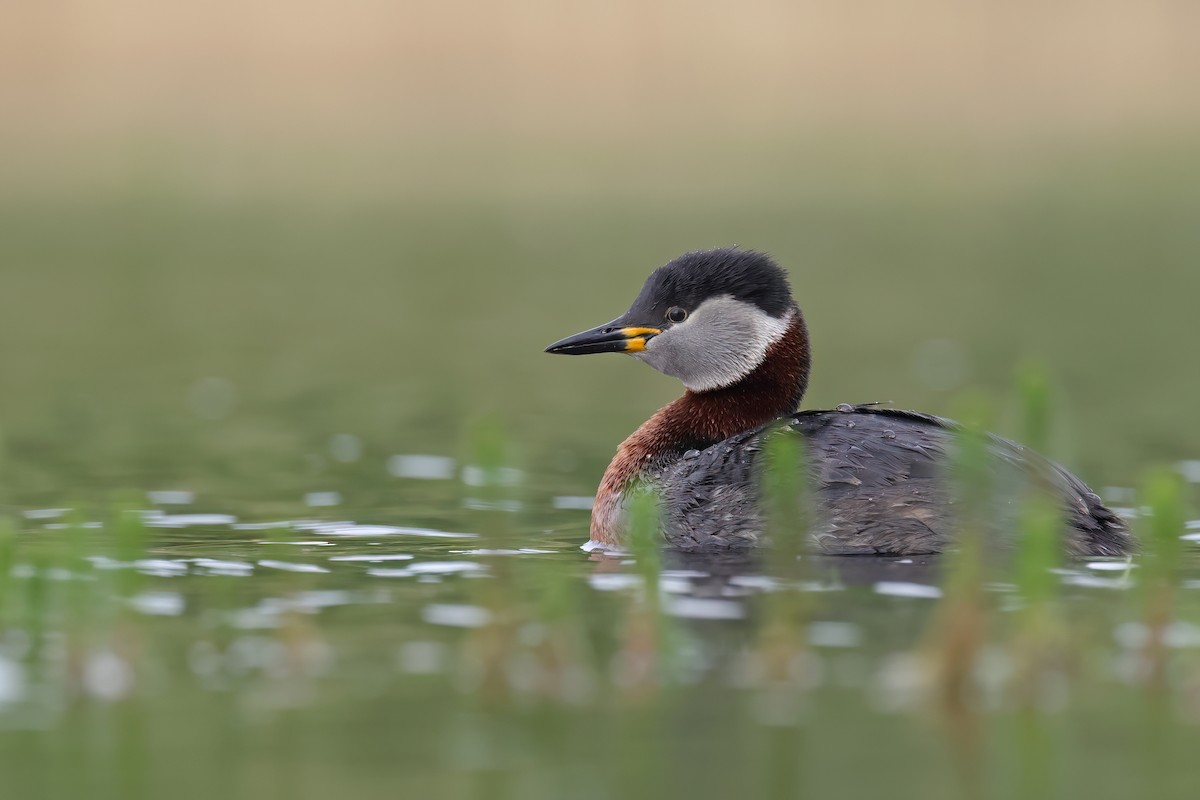 Red-necked Grebe - Fang-Shuo Hu