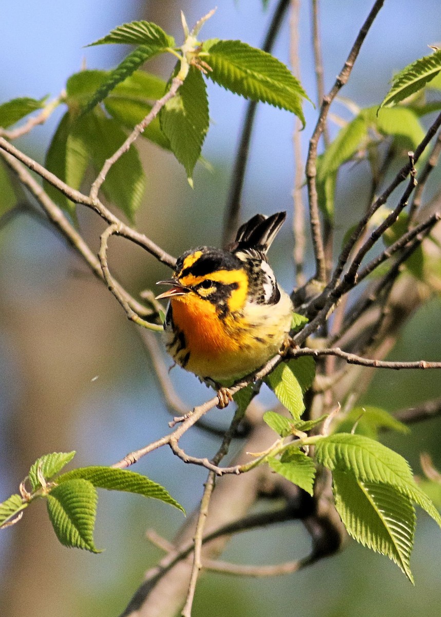 Blackburnian Warbler - John  Cameron