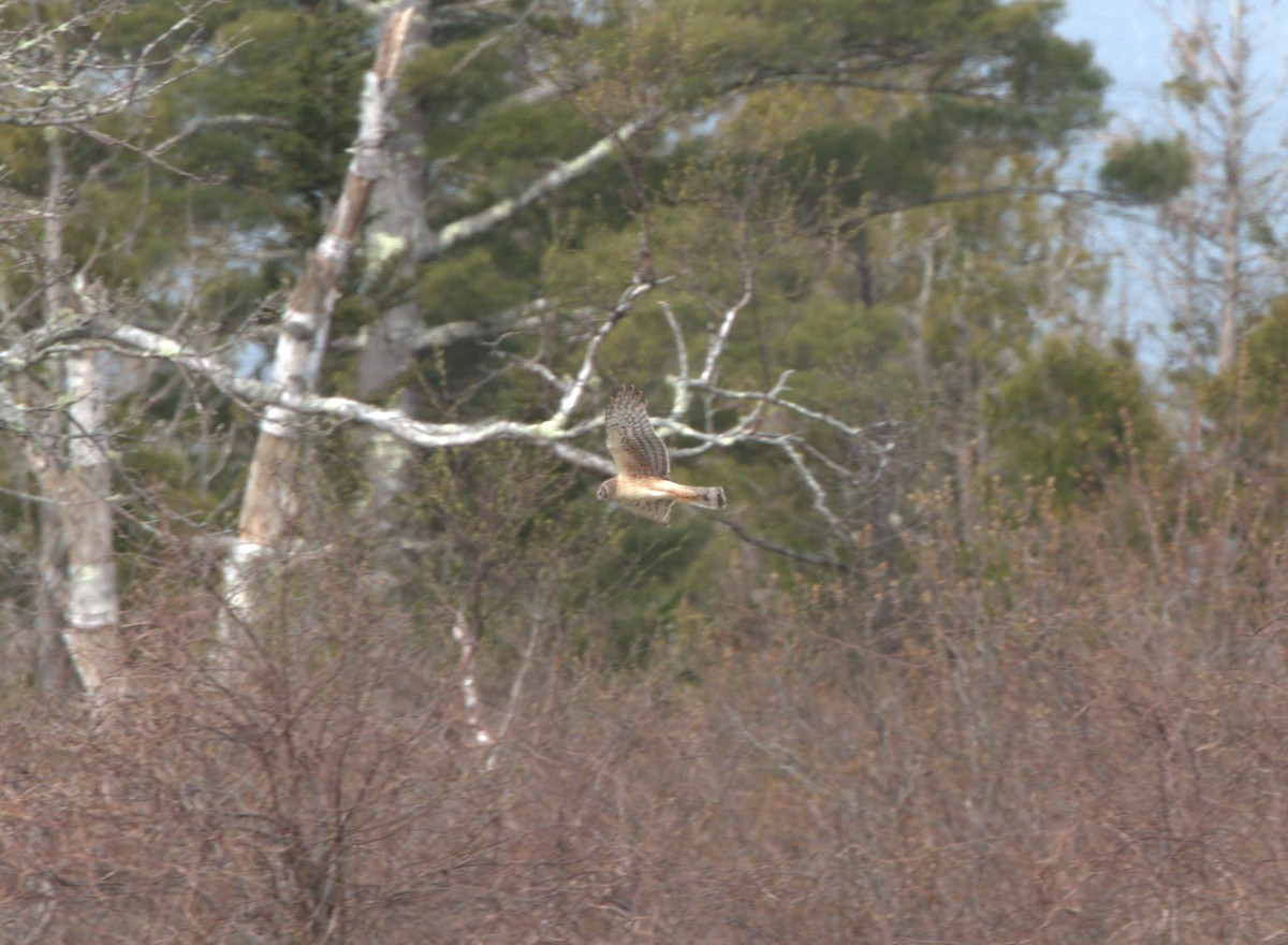 Northern Harrier - ML618429949