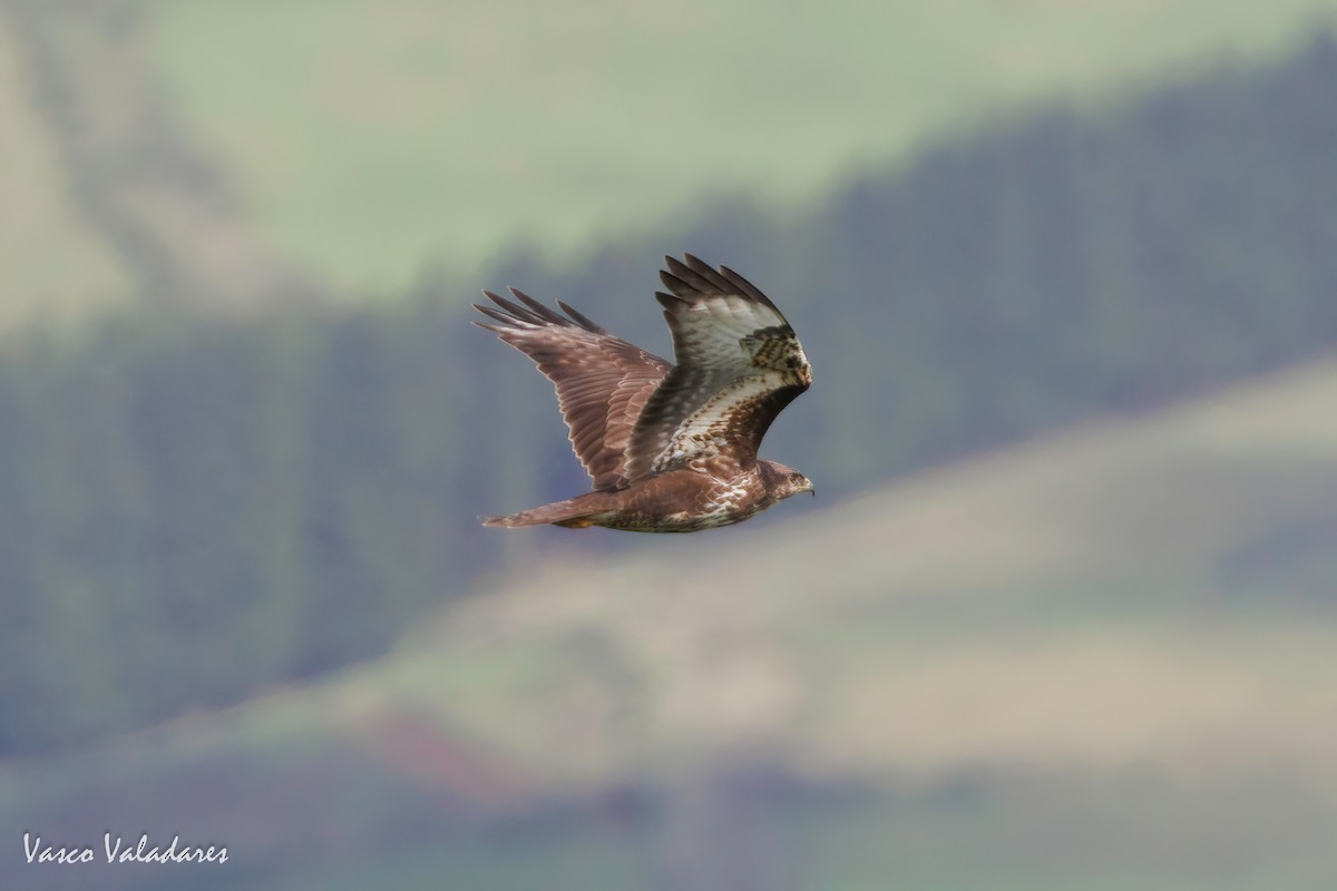 Common Buzzard (Azores) - Vasco Valadares