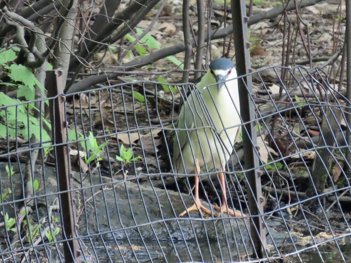 Black-crowned Night Heron - Kim Wylie