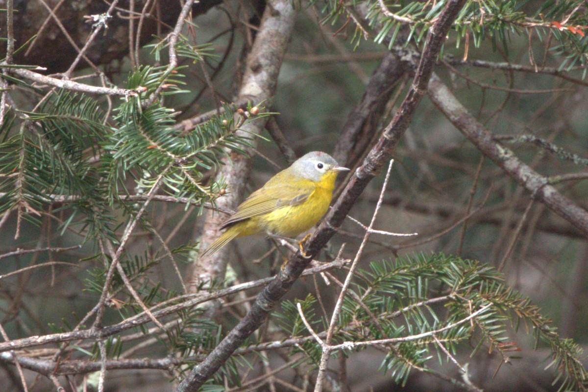 Nashville Warbler - ML618430029