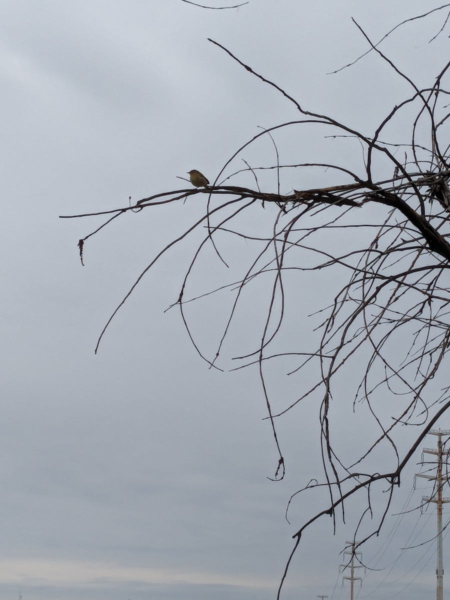 Palm Warbler - Raymond Belhumeur