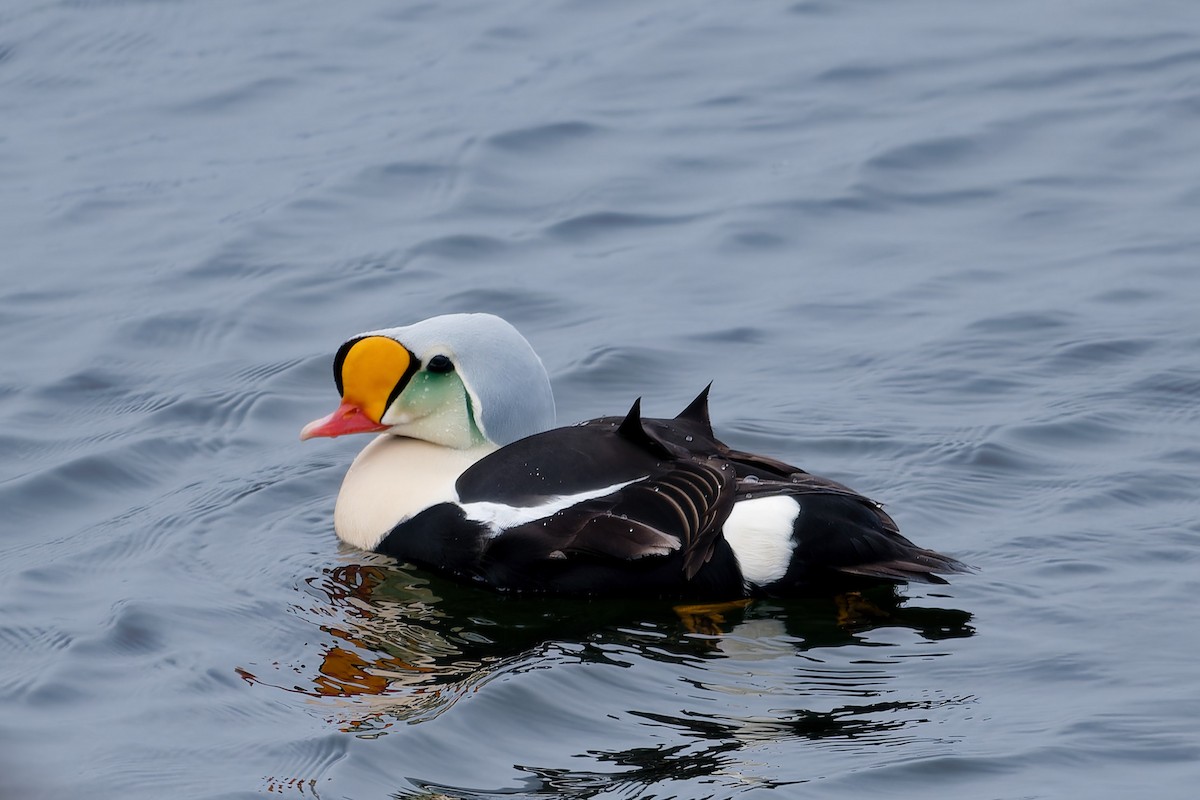 King Eider - Yvan Duchesne