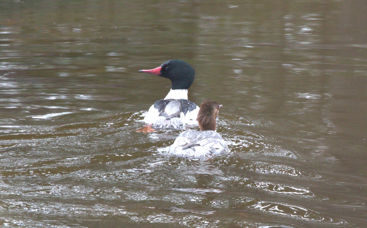 Common Merganser - ML618430092