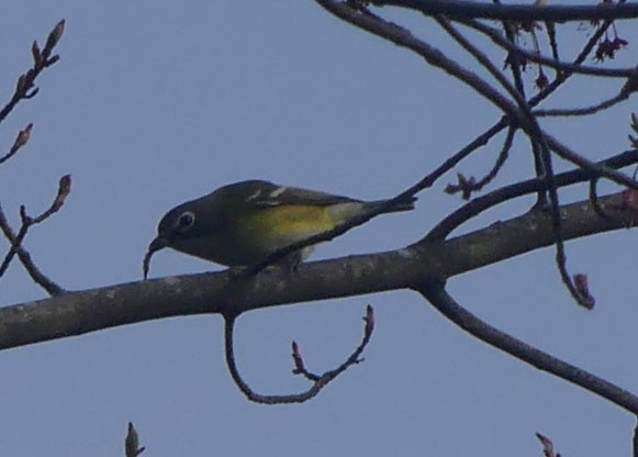 Blue-headed Vireo - ML618430110