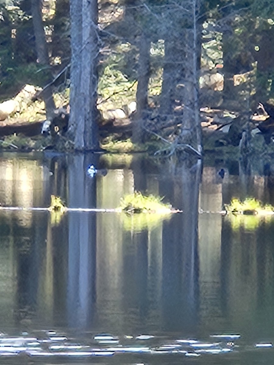 Ring-necked Duck - ML618430135