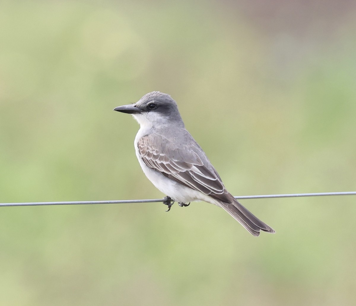 Gray Kingbird - Pelin Karaca