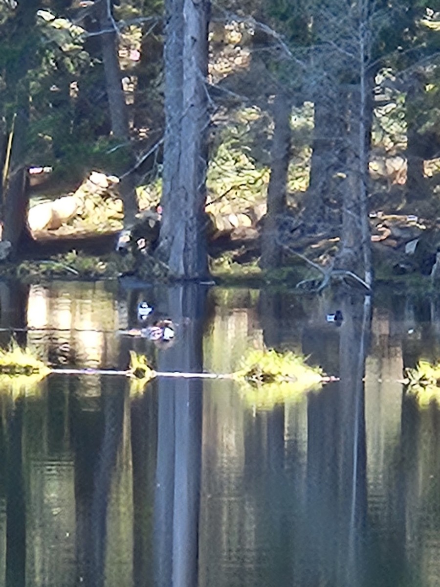 Bufflehead - Janice House