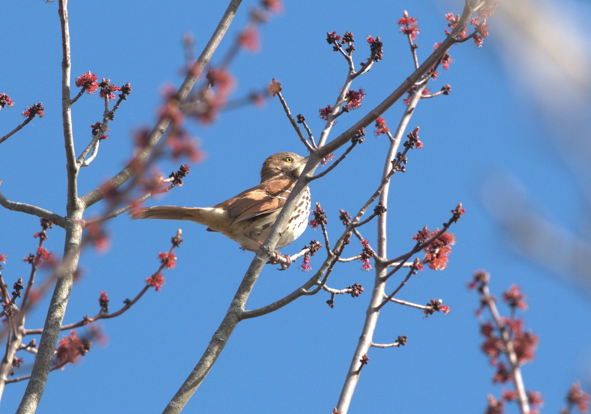 Brown Thrasher - ML618430161