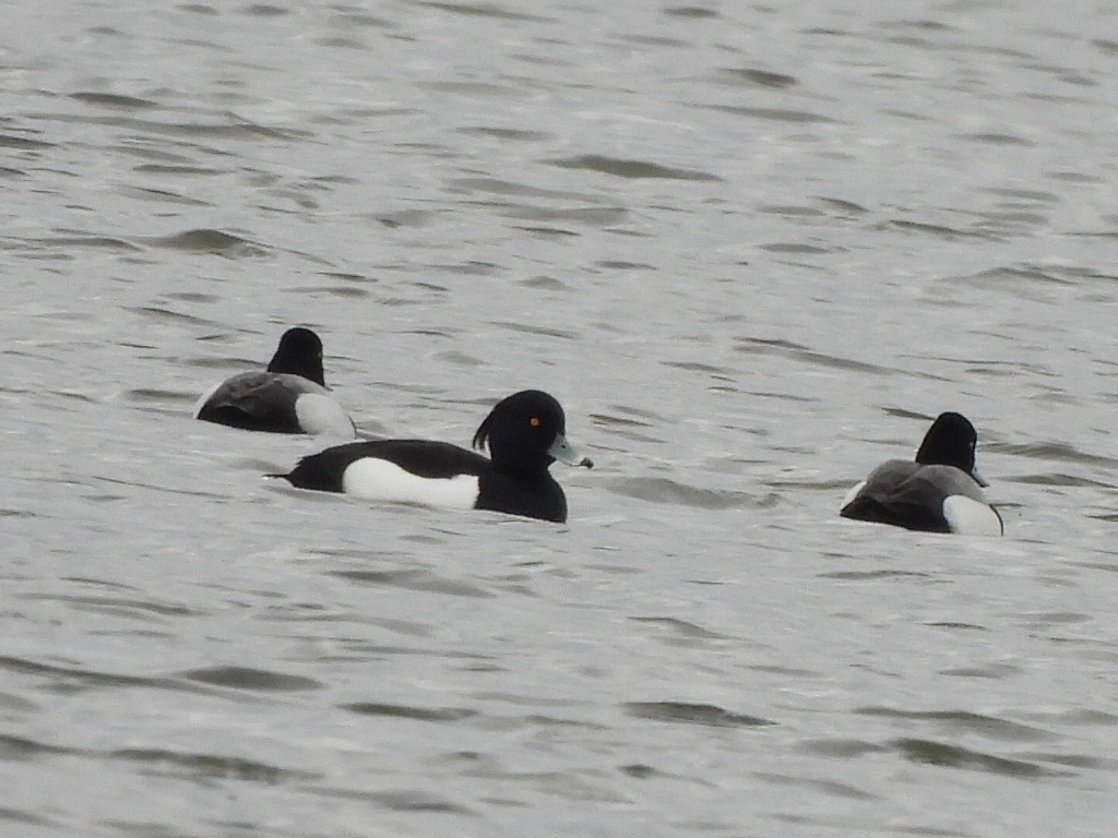 Tufted Duck - ML618430205