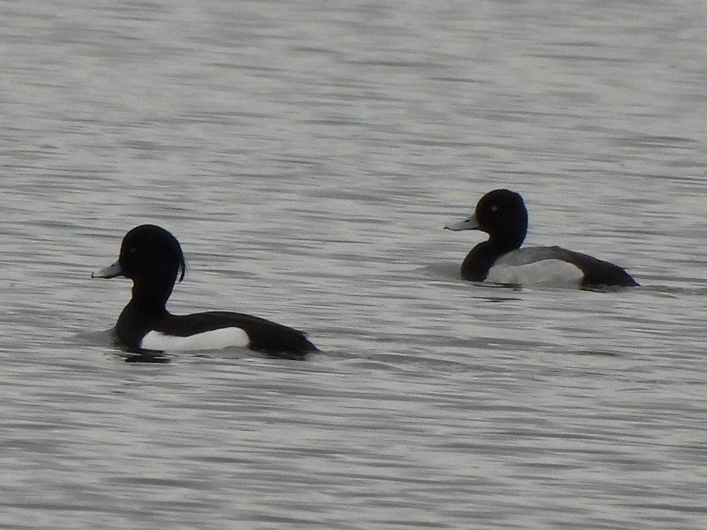 Tufted Duck - ML618430210