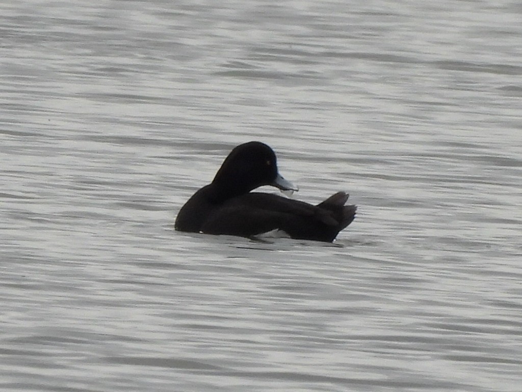 Tufted Duck - ML618430211