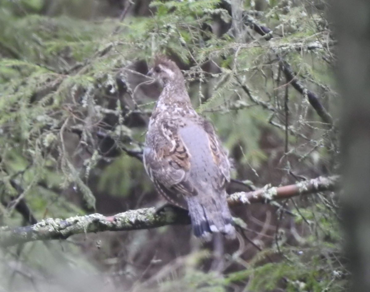 Hazel Grouse - ML618430216