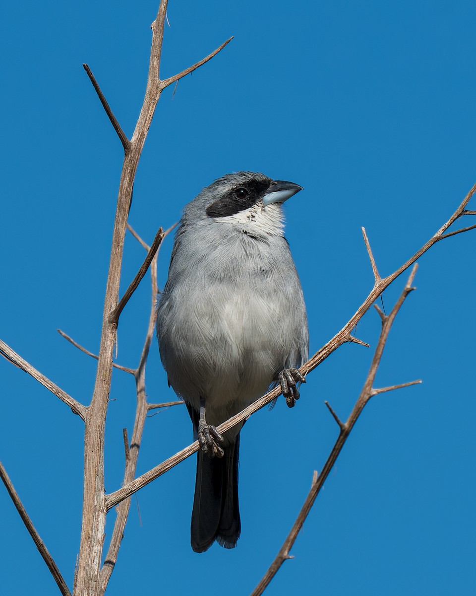 White-banded Tanager - ML618430234