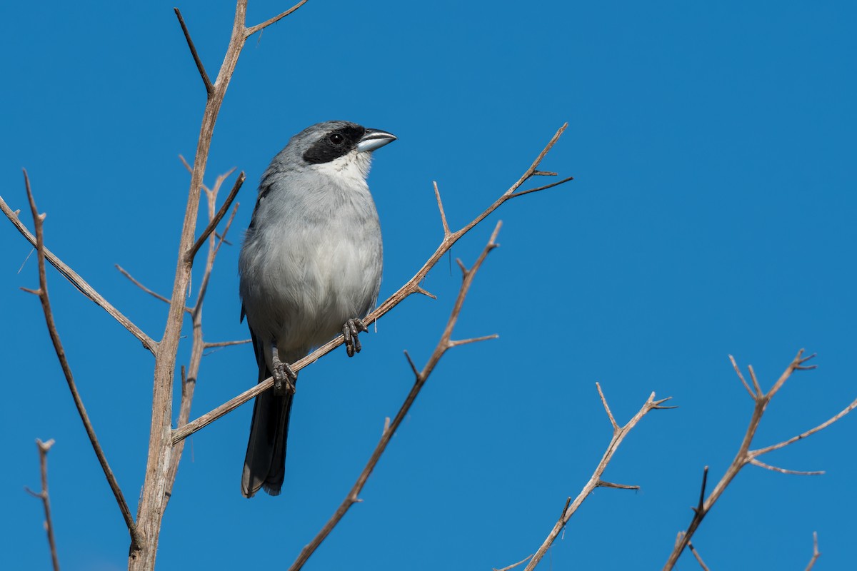 White-banded Tanager - ML618430236