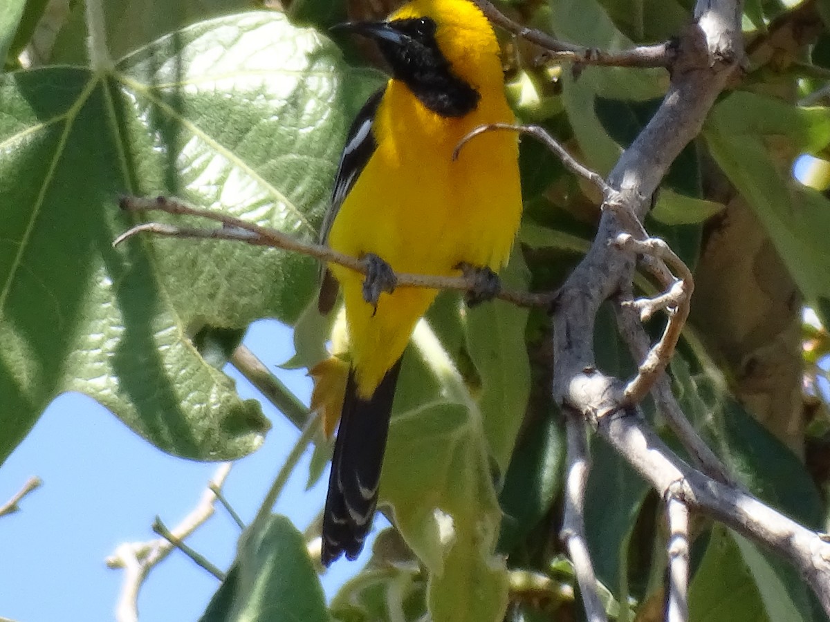 Oriole masqué - ML618430292