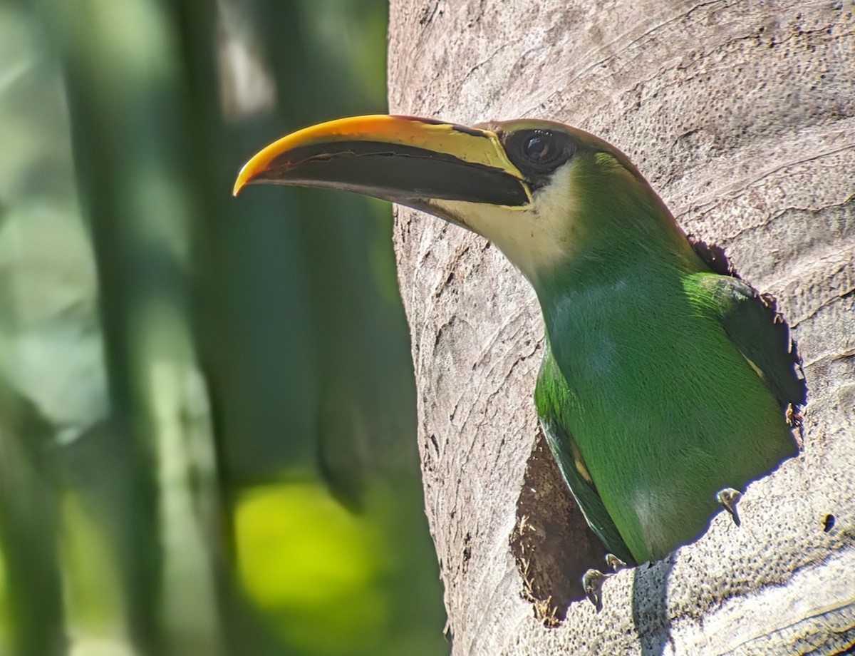 Northern Emerald-Toucanet - ML618430301