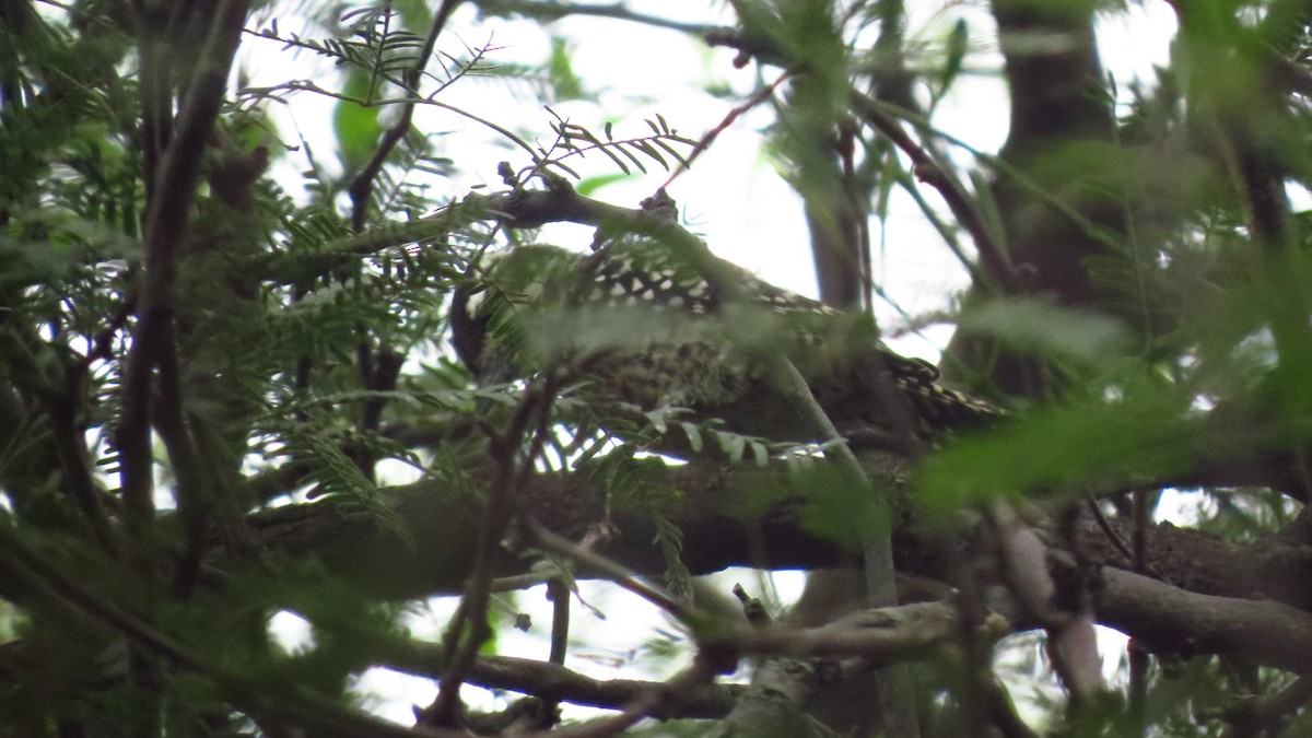 Checkered Woodpecker - Daniel Camacho