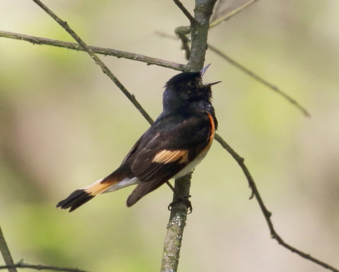 American Redstart - Kim Weeks