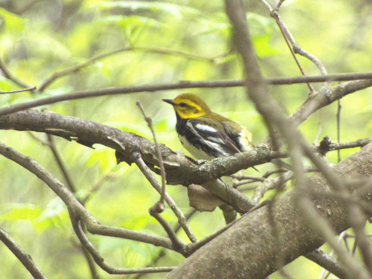 Black-throated Green Warbler - Ken Andrews