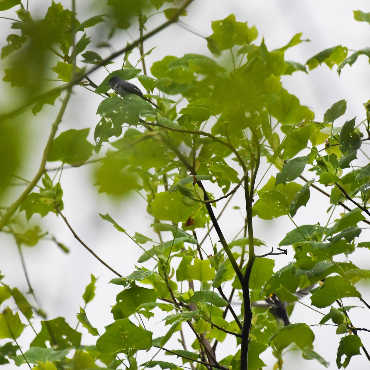 Acadian Flycatcher - ML618430389