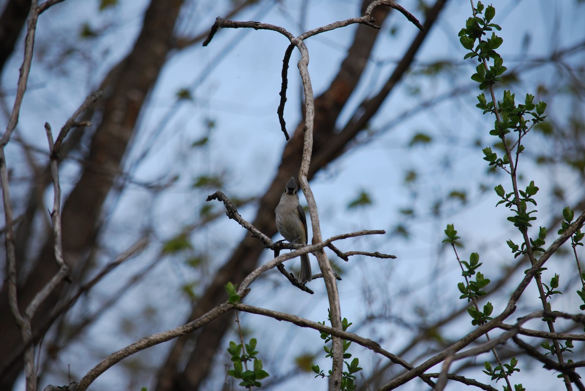 Tufted Titmouse - Émile Tousignant