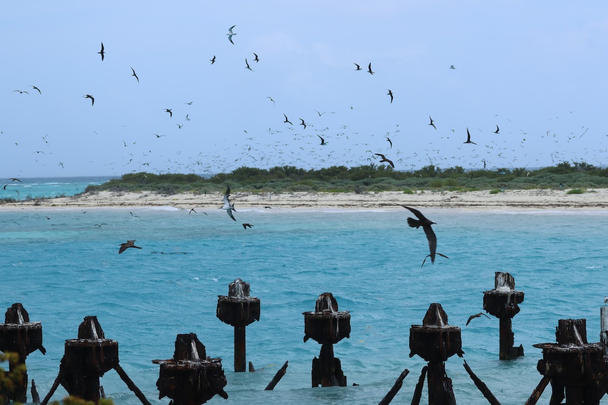 Sooty Tern - E R