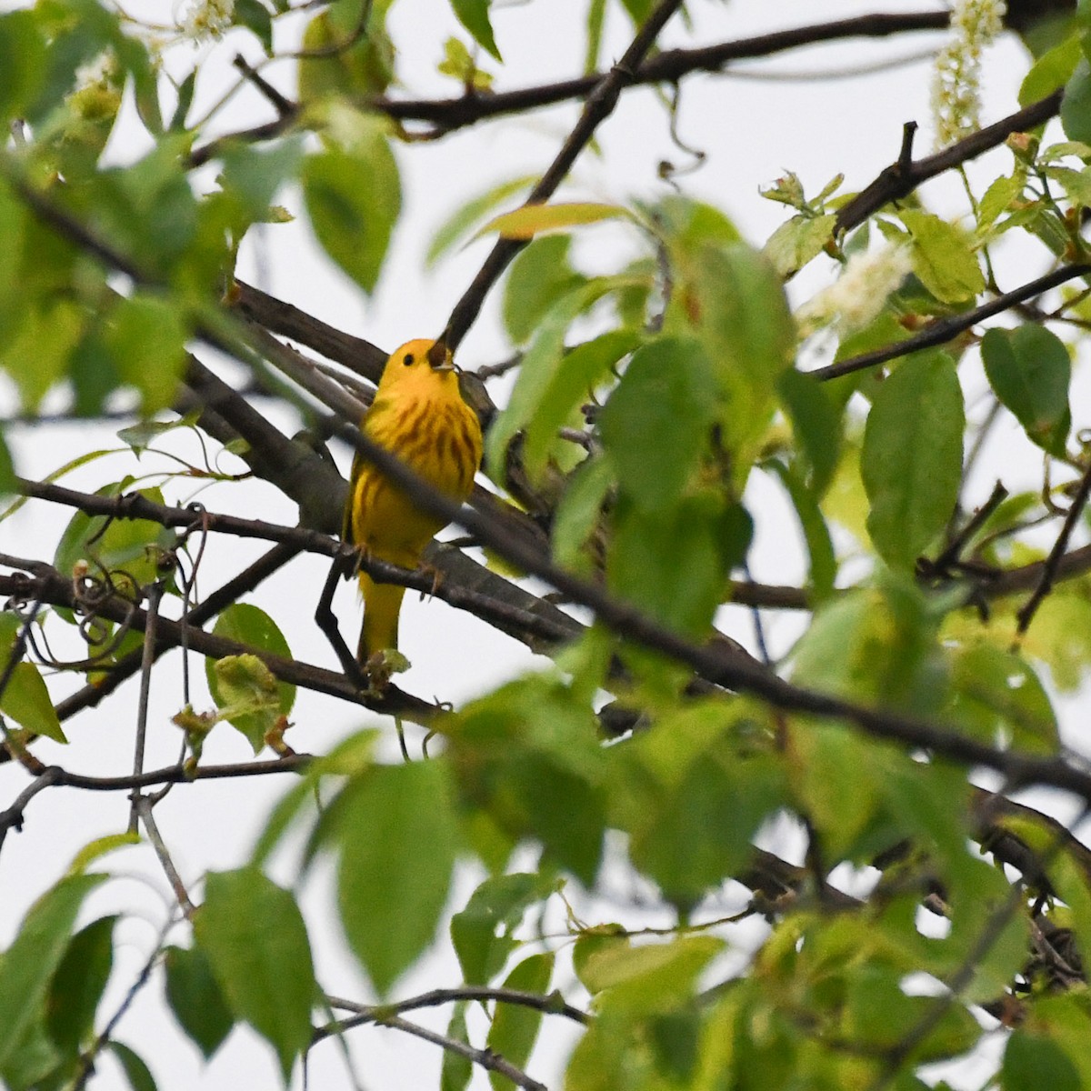 Yellow Warbler - ML618430446