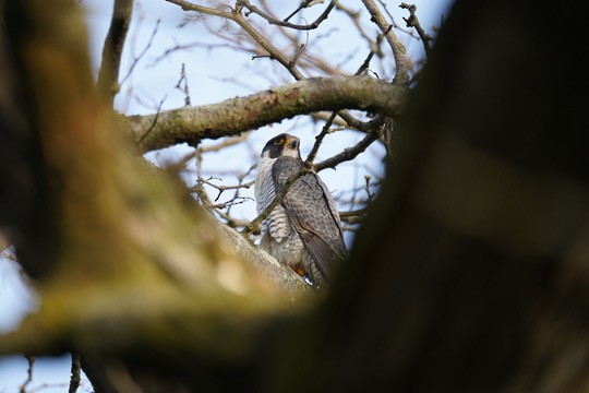 Peregrine Falcon - ML618430447