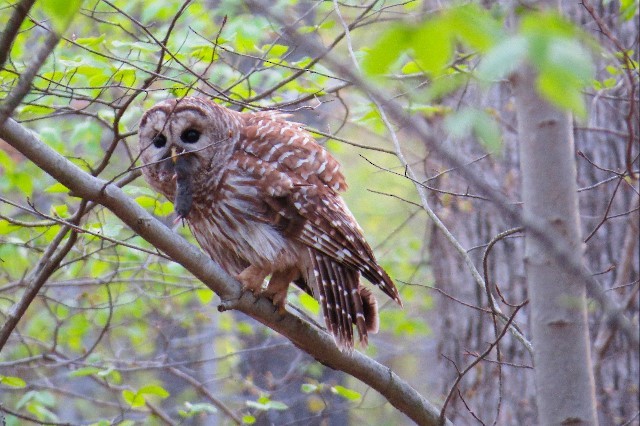 Barred Owl - ML618430448