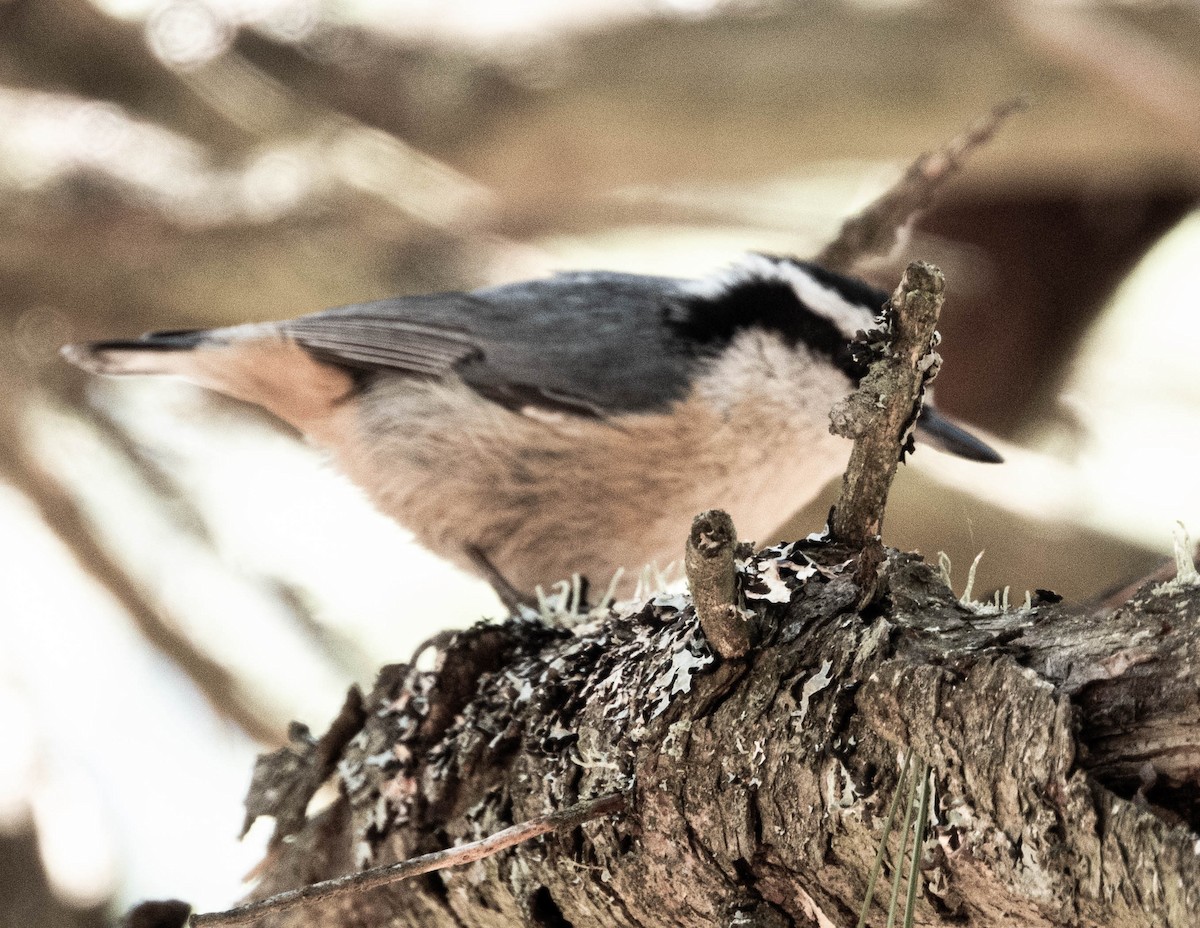 Red-breasted Nuthatch - Amanda Dulworth