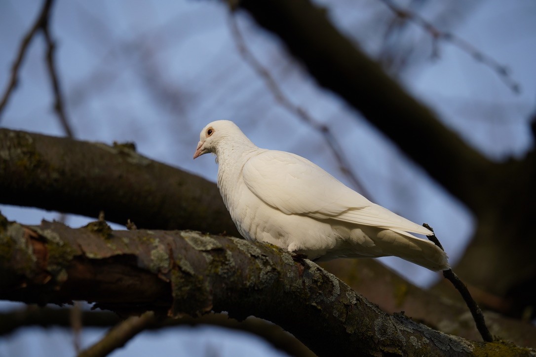 Rock Pigeon (Feral Pigeon) - ML618430463