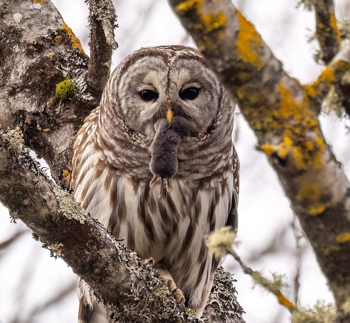 Barred Owl - Robin Ohrt