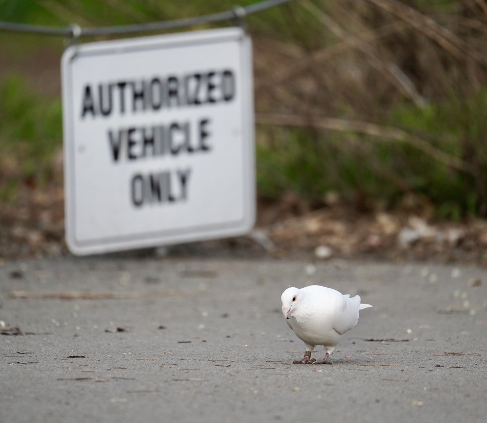 Rock Pigeon (Feral Pigeon) - ML618430472