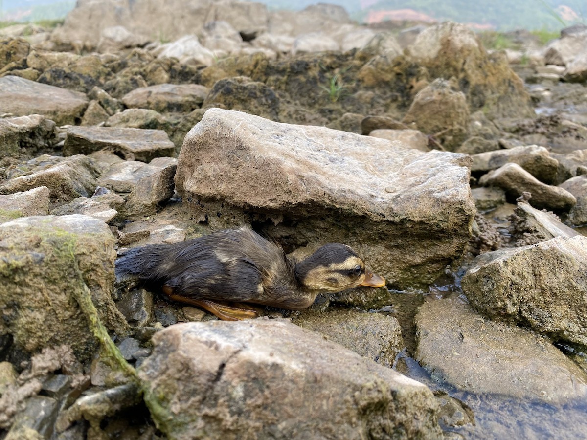 Indian Spot-billed Duck - ML618430573