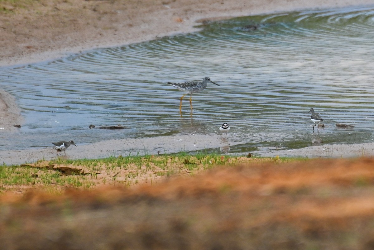 Greater Yellowlegs - Patty Masten