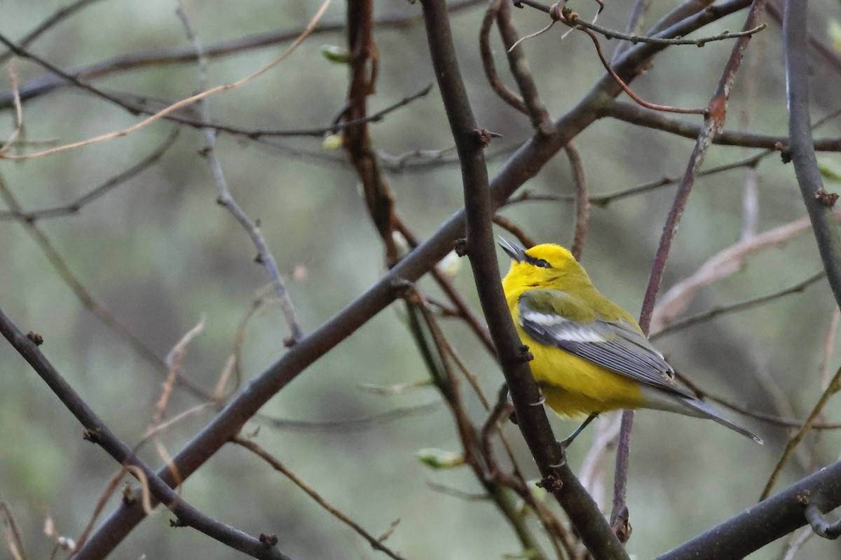 Blue-winged Warbler - Larry Therrien