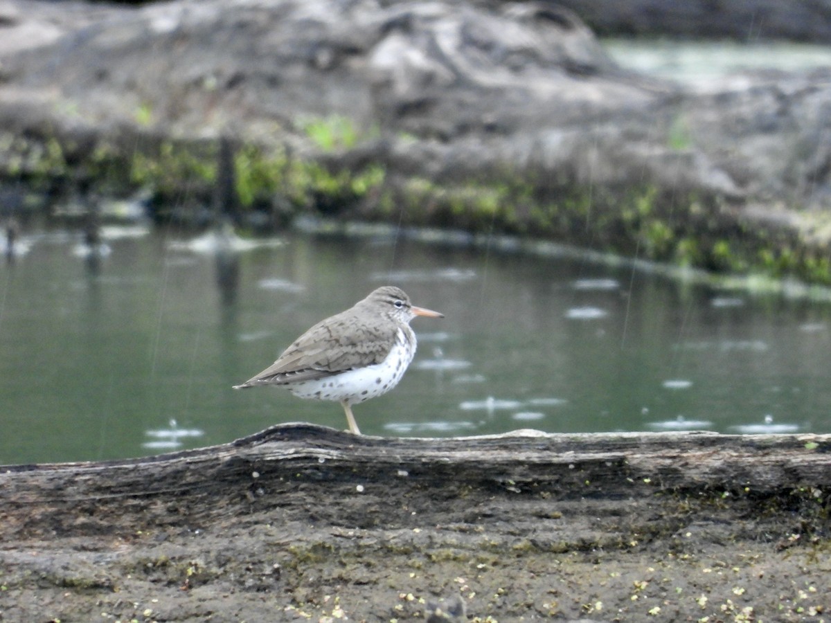 Spotted Sandpiper - ML618430633