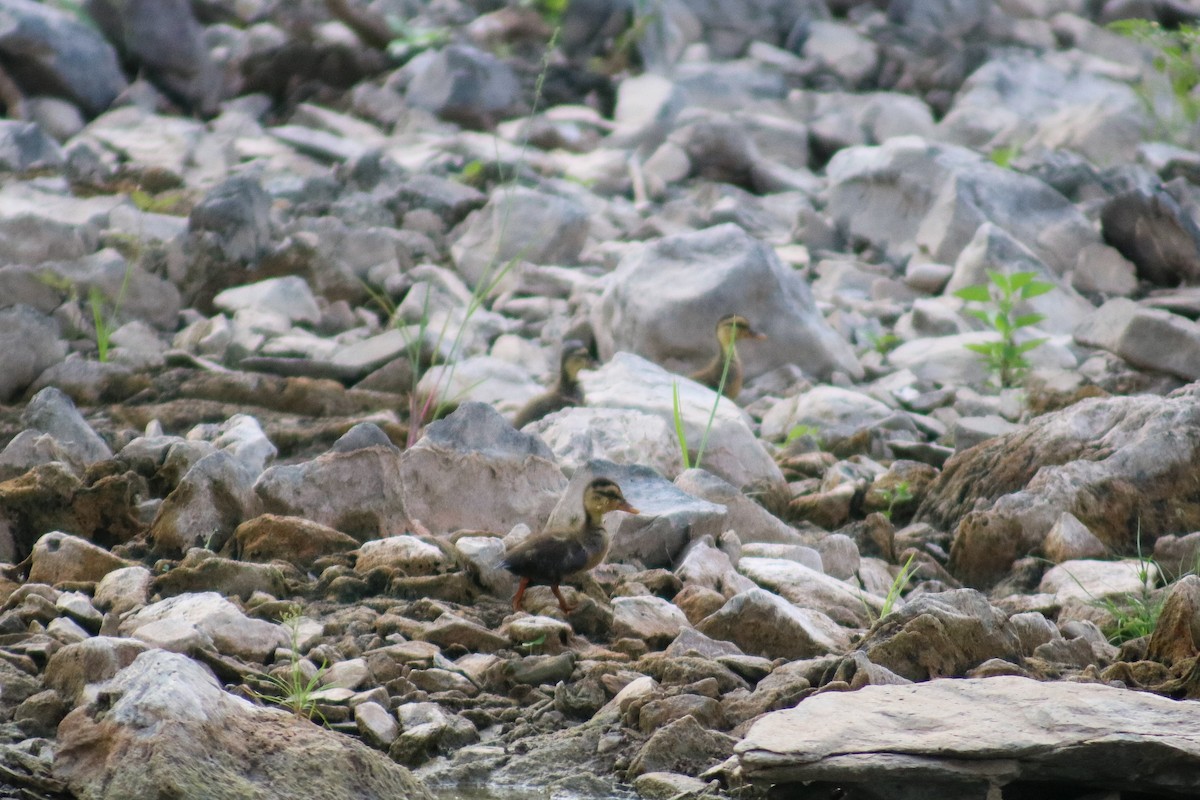 Indian Spot-billed Duck - ML618430657