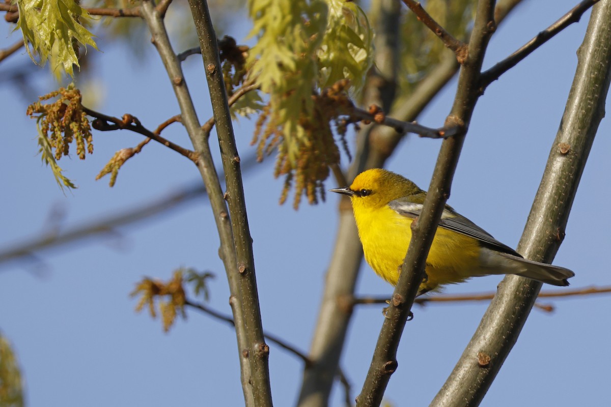 Blue-winged Warbler - Larry Therrien