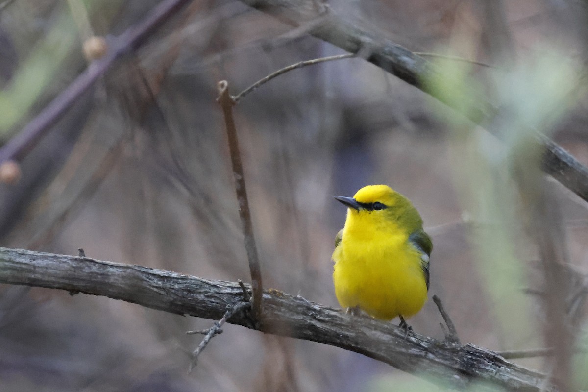 Blue-winged Warbler - Larry Therrien