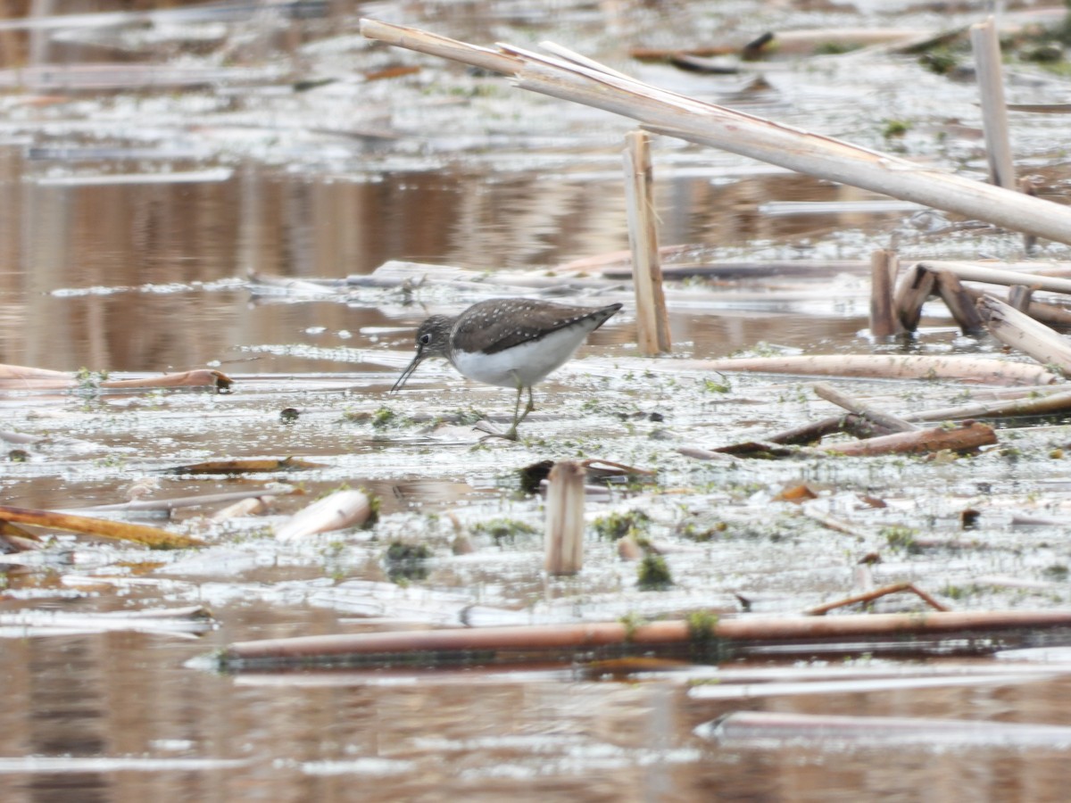 Solitary Sandpiper - ML618430719