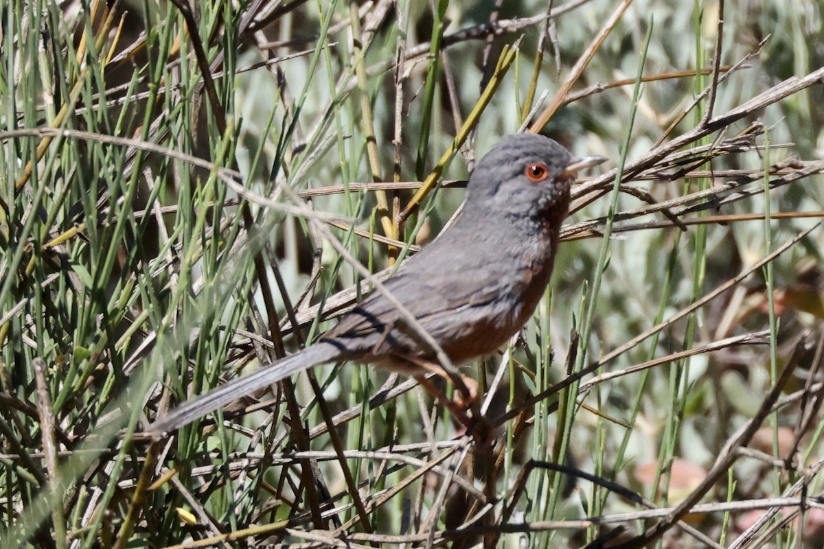 Dartford Warbler - Scott Rauland