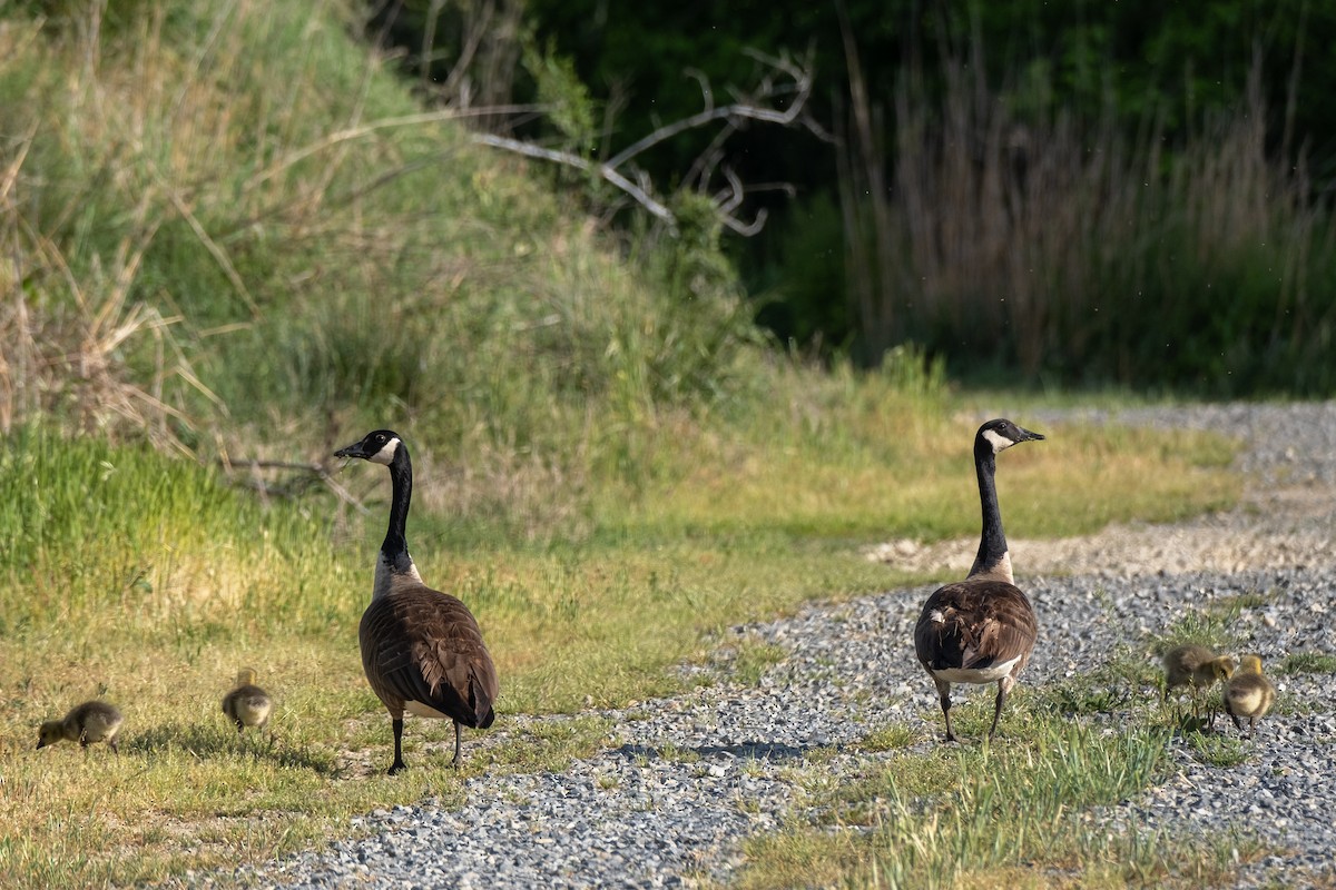 Canada Goose - ML618430744