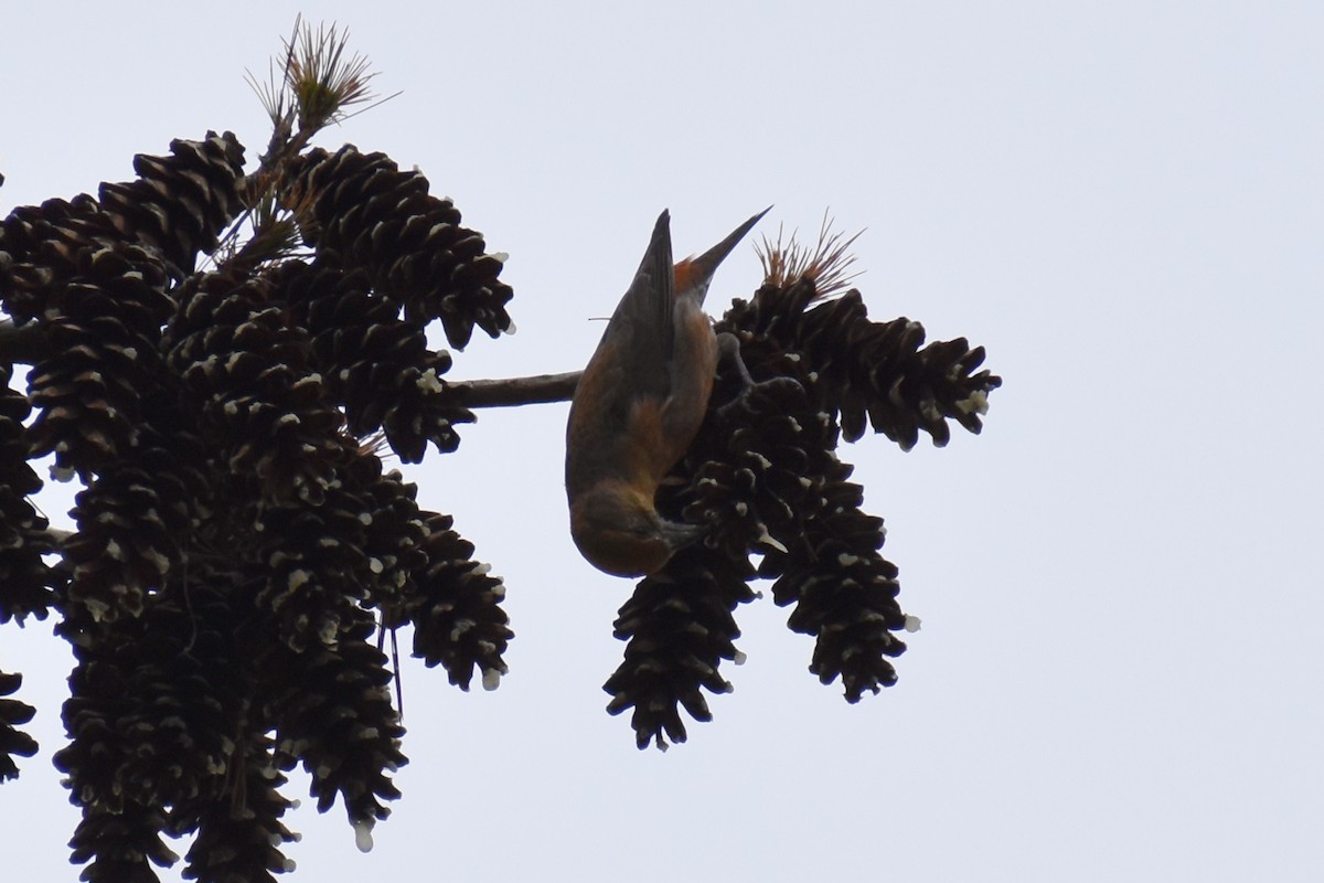 Red Crossbill - Travis Pryor