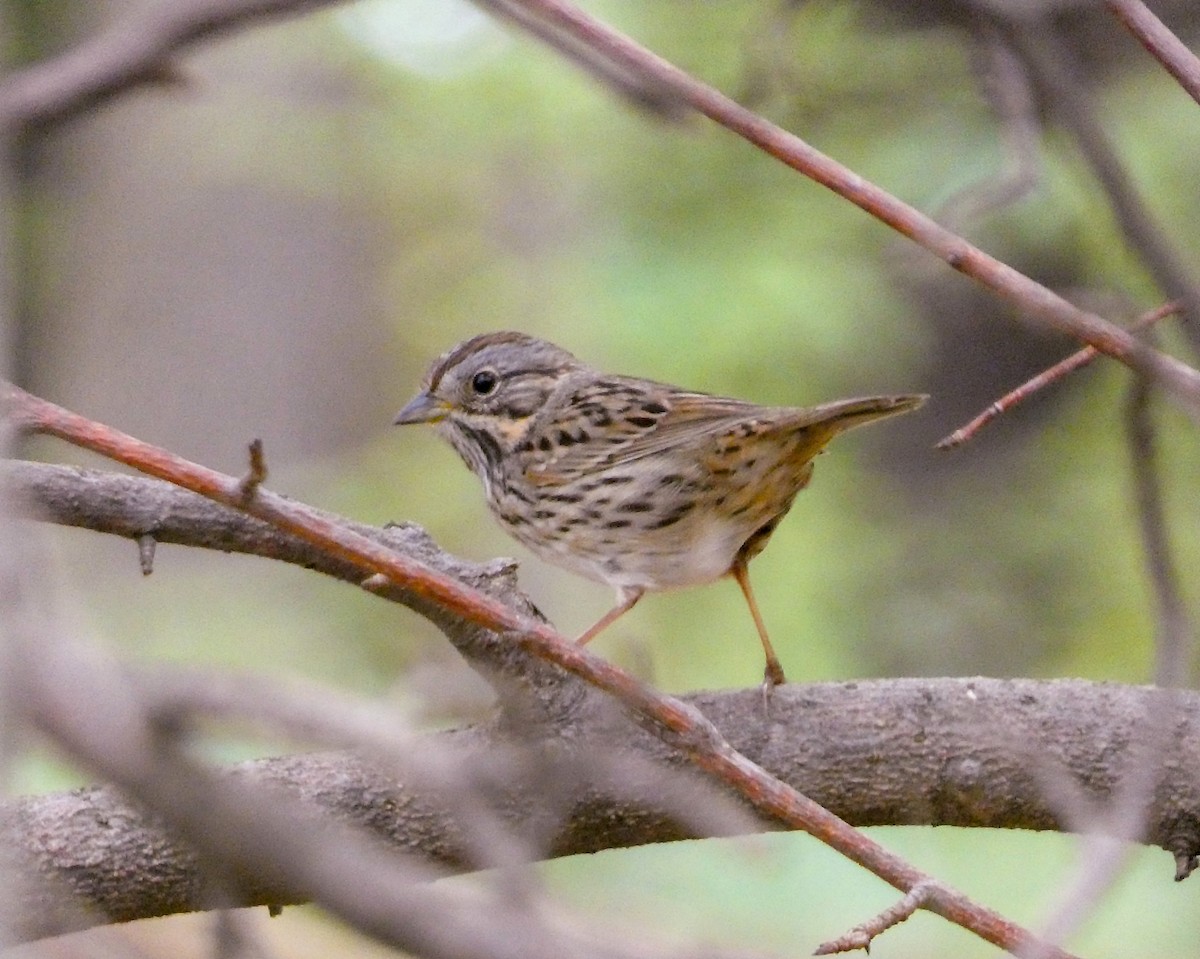 Lincoln's Sparrow - ML618430761