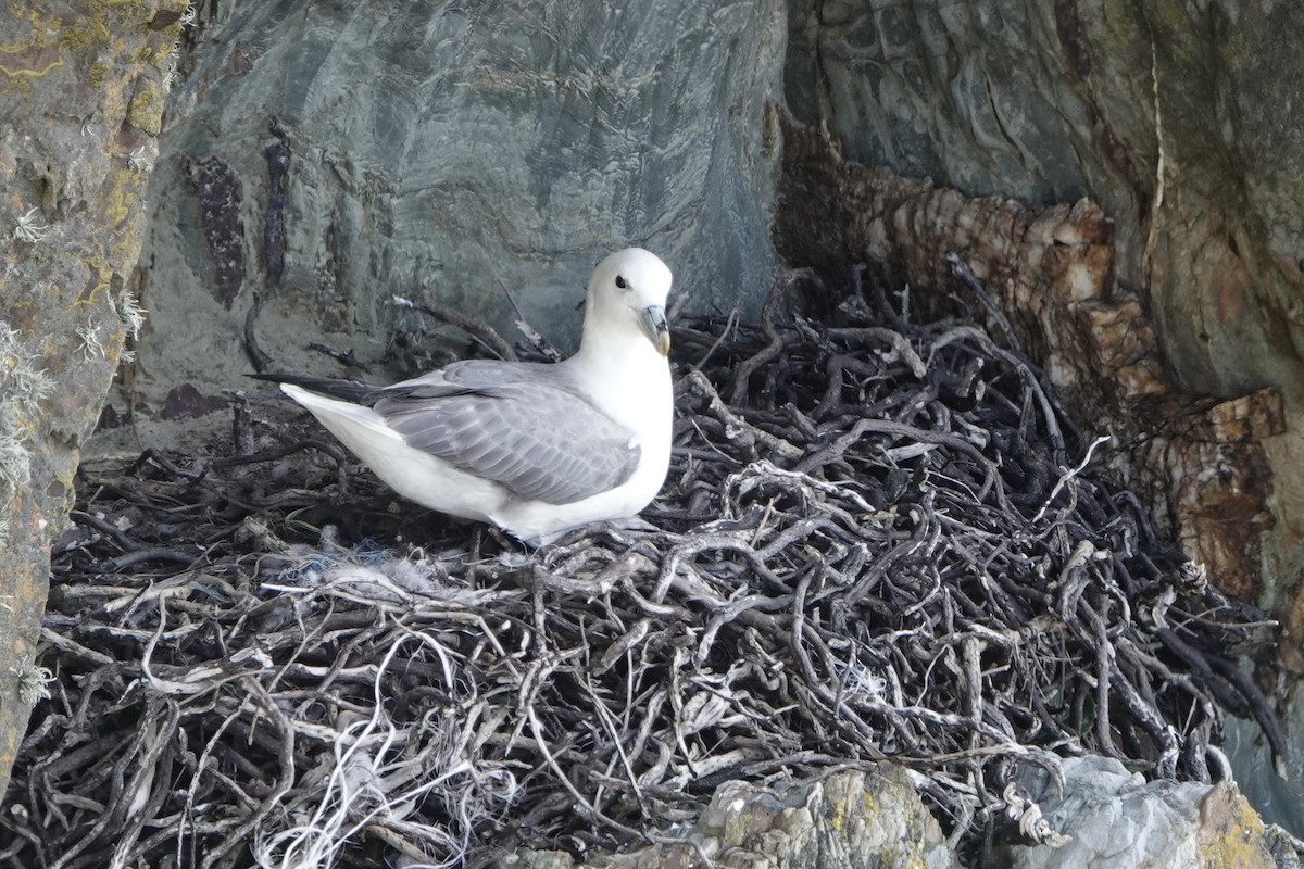 Northern Fulmar - David Oulsnam